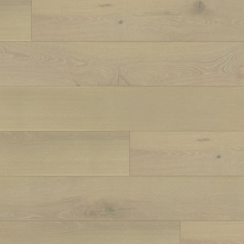 Maestro in Dylan Hardwood