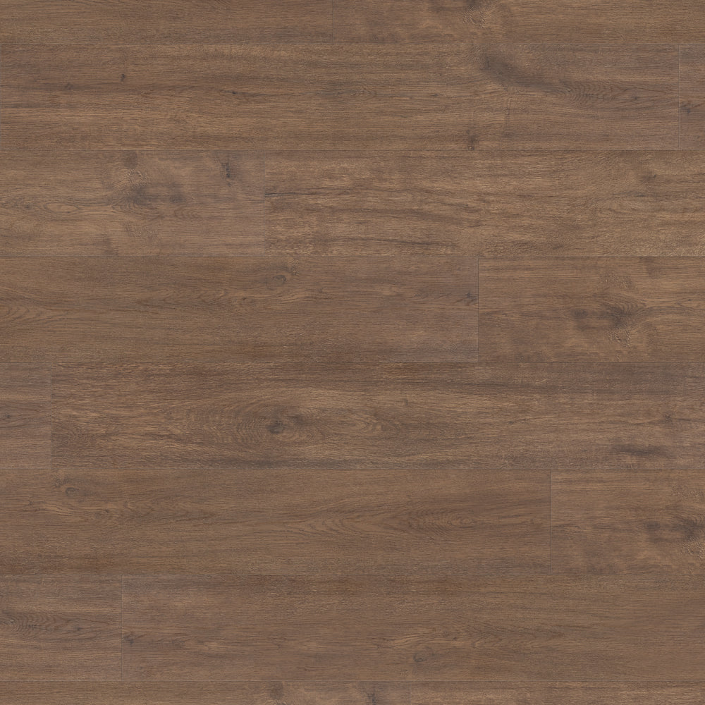 Littora in Shoreline Oak
