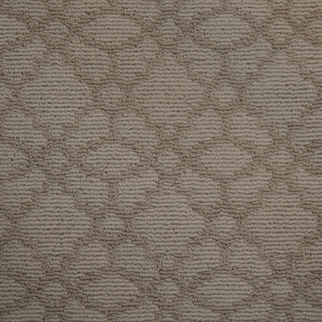 Monarch in Cashmere