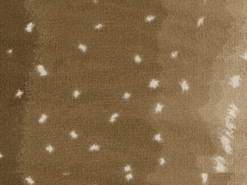Imagine -  Exotic Escape - Chital in Chital Brown